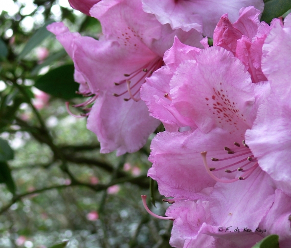 Bois des Moutiers (123) mai 2012